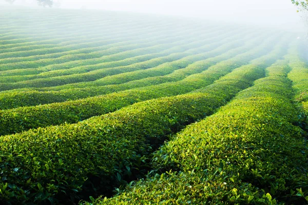 Mocchau dağları, Vietnam: Moc Chau çay tepesi, Moc Chau köyü. Çay Asya 'da geleneksel bir içecektir.