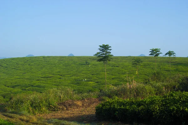 Mocchau dağları, Vietnam: Moc Chau çay tepesi, Moc Chau köyü. Çay Asya 'da geleneksel bir içecektir.