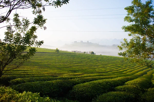 Mocchau dağları, Vietnam: Moc Chau çay tepesi, Moc Chau köyü. Çay Asya 'da geleneksel bir içecektir.