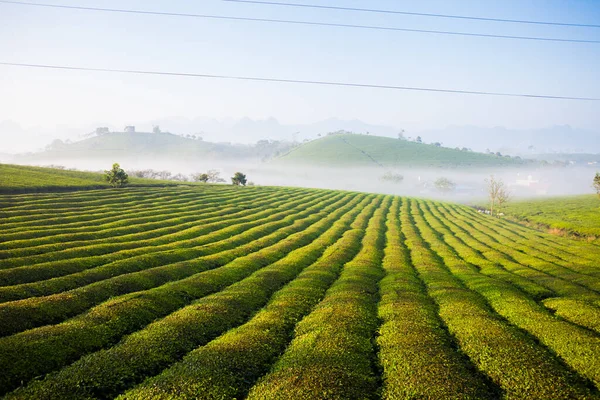 Mocchau dağları, Vietnam: Moc Chau çay tepesi, Moc Chau köyü. Çay Asya 'da geleneksel bir içecektir.