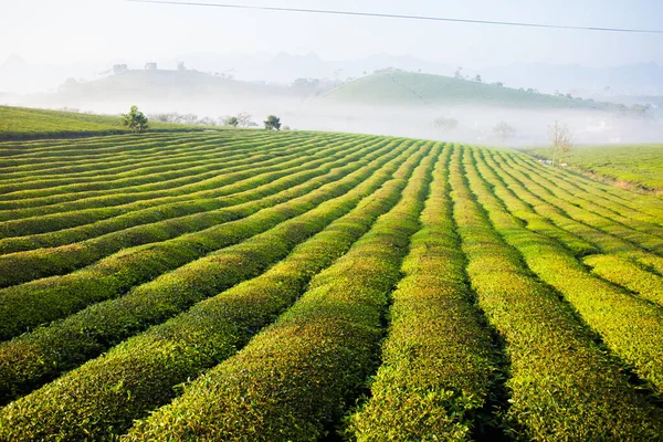 Mocchau dağları, Vietnam: Moc Chau çay tepesi, Moc Chau köyü. Çay Asya 'da geleneksel bir içecektir.