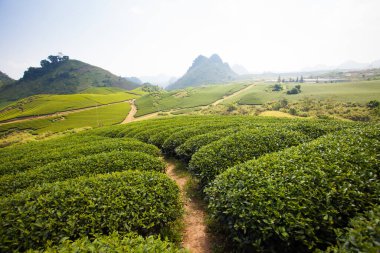 Mocchau dağları, Vietnam: Moc Chau çay tepesi, Moc Chau köyü. Çay Asya 'da geleneksel bir içecektir.
