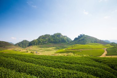 Mocchau dağları, Vietnam: Moc Chau çay tepesi, Moc Chau köyü. Çay Asya 'da geleneksel bir içecektir.