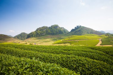 Mocchau dağları, Vietnam: Moc Chau çay tepesi, Moc Chau köyü. Çay Asya 'da geleneksel bir içecektir.