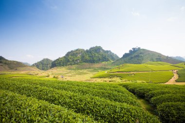 Mocchau dağları, Vietnam: Moc Chau çay tepesi, Moc Chau köyü. Çay Asya 'da geleneksel bir içecektir.