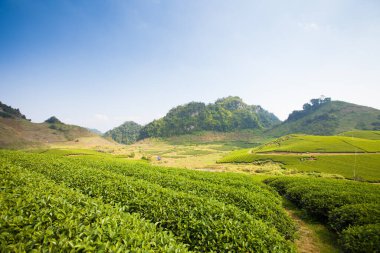 Mocchau dağları, Vietnam: Moc Chau çay tepesi, Moc Chau köyü. Çay Asya 'da geleneksel bir içecektir.