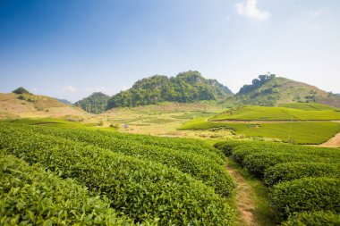 Mocchau dağları, Vietnam: Moc Chau çay tepesi, Moc Chau köyü. Çay Asya 'da geleneksel bir içecektir.