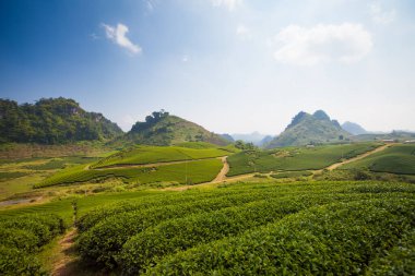Mocchau dağları, Vietnam: Moc Chau çay tepesi, Moc Chau köyü. Çay Asya 'da geleneksel bir içecektir.