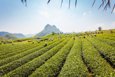 Mocchau dağları, Vietnam: Moc Chau çay tepesi, Moc Chau köyü. Çay Asya 'da geleneksel bir içecektir.
