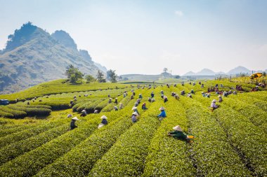 Mocchau dağları, Vietnam: Moc Chau çay tepesi, Moc Chau köyü. Çay Asya 'da geleneksel bir içecektir.