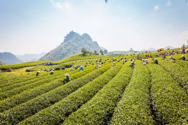 Mocchau dağları, Vietnam: Moc Chau çay tepesi, Moc Chau köyü. Çay Asya 'da geleneksel bir içecektir.