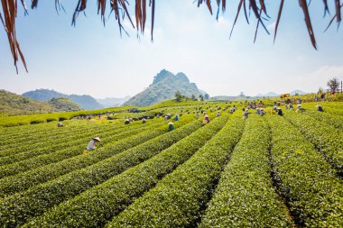 Mocchau dağları, Vietnam: Moc Chau çay tepesi, Moc Chau köyü. Çay Asya 'da geleneksel bir içecektir.