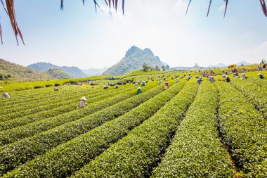 Mocchau dağları, Vietnam: Moc Chau çay tepesi, Moc Chau köyü. Çay Asya 'da geleneksel bir içecektir.