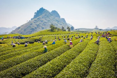 Mocchau dağları, Vietnam: Moc Chau çay tepesi, Moc Chau köyü. Çay Asya 'da geleneksel bir içecektir.