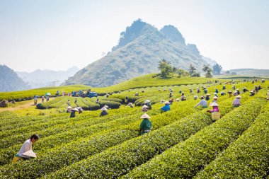 Mocchau dağları, Vietnam: Moc Chau çay tepesi, Moc Chau köyü. Çay Asya 'da geleneksel bir içecektir.