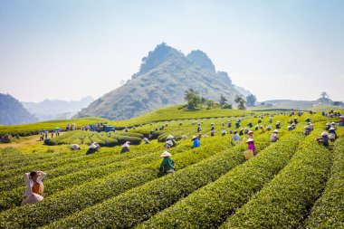 Mocchau dağları, Vietnam: Moc Chau çay tepesi, Moc Chau köyü. Çay Asya 'da geleneksel bir içecektir.