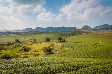 Mocchau dağları, Vietnam: Moc Chau çay tepesi, Moc Chau köyü. Çay Asya 'da geleneksel bir içecektir.