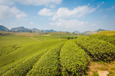 Mocchau dağları, Vietnam: Moc Chau çay tepesi, Moc Chau köyü. Çay Asya 'da geleneksel bir içecektir.