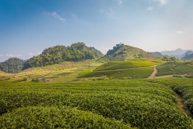 Mocchau dağları, Vietnam: Moc Chau çay tepesi, Moc Chau köyü. Çay Asya 'da geleneksel bir içecektir.