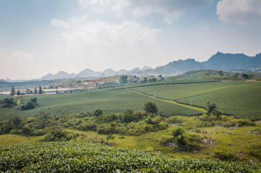 Mocchau dağları, Vietnam: Moc Chau çay tepesi, Moc Chau köyü. Çay Asya 'da geleneksel bir içecektir.