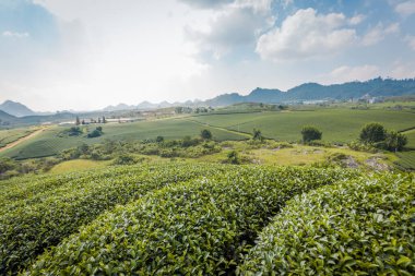 Mocchau dağları, Vietnam: Moc Chau çay tepesi, Moc Chau köyü. Çay Asya 'da geleneksel bir içecektir.