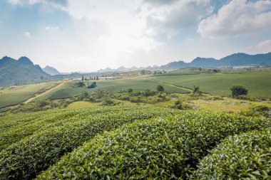 Mocchau dağları, Vietnam: Moc Chau çay tepesi, Moc Chau köyü. Çay Asya 'da geleneksel bir içecektir.