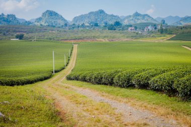Mocchau dağları, Vietnam: Moc Chau çay tepesi, Moc Chau köyü. Çay Asya 'da geleneksel bir içecektir.