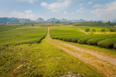 Mocchau dağları, Vietnam: Moc Chau çay tepesi, Moc Chau köyü. Çay Asya 'da geleneksel bir içecektir.