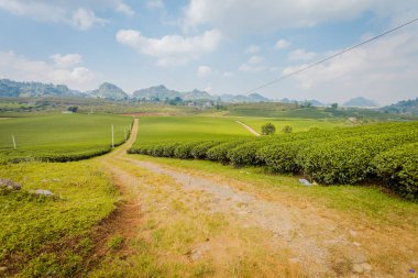 Mocchau dağları, Vietnam: Moc Chau çay tepesi, Moc Chau köyü. Çay Asya 'da geleneksel bir içecektir.