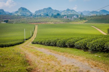 Mocchau dağları, Vietnam: Moc Chau çay tepesi, Moc Chau köyü. Çay Asya 'da geleneksel bir içecektir.