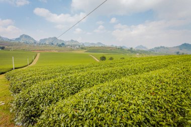Mocchau dağları, Vietnam: Moc Chau çay tepesi, Moc Chau köyü. Çay Asya 'da geleneksel bir içecektir.