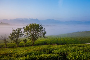 Mocchau dağları, Vietnam: Moc Chau çay tepesi, Moc Chau köyü. Çay Asya 'da geleneksel bir içecektir.