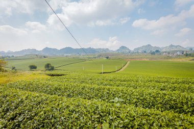 Mocchau dağları, Vietnam: Moc Chau çay tepesi, Moc Chau köyü. Çay Asya 'da geleneksel bir içecektir.
