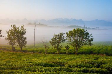 Mocchau dağları, Vietnam: Moc Chau çay tepesi, Moc Chau köyü. Çay Asya 'da geleneksel bir içecektir.