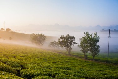 Mocchau dağları, Vietnam: Moc Chau çay tepesi, Moc Chau köyü. Çay Asya 'da geleneksel bir içecektir.