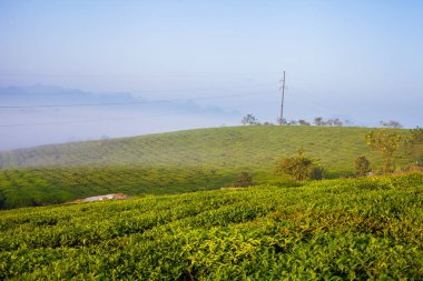Mocchau dağları, Vietnam: Moc Chau çay tepesi, Moc Chau köyü. Çay Asya 'da geleneksel bir içecektir.