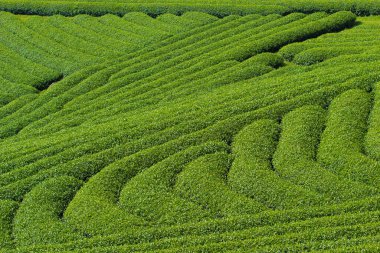 Moc Chau Highland 'da çay tepeleri, Vietnam' da Son La vilayeti