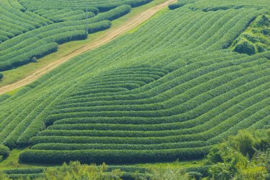 Moc Chau Highland 'da çay tepeleri, Vietnam' da Son La vilayeti