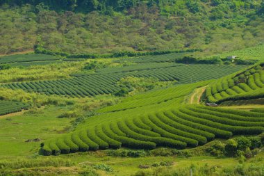 Moc Chau Highland 'da çay tepeleri, Vietnam' da Son La vilayeti