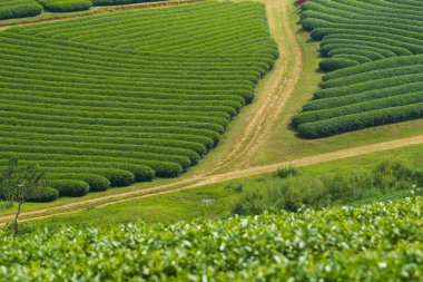 Moc Chau Highland 'da çay tepeleri, Vietnam' da Son La vilayeti