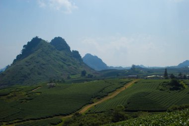 Moc Chau Highland 'da çay tepeleri, Vietnam' da Son La vilayeti