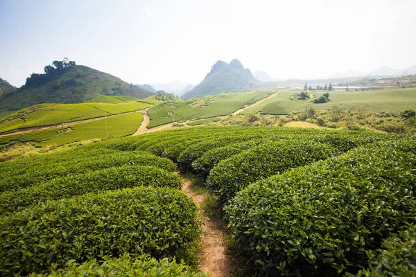 Mocchau dağları, Vietnam: Moc Chau çay tepesi, Moc Chau köyü. Çay Asya 'da geleneksel bir içecektir.