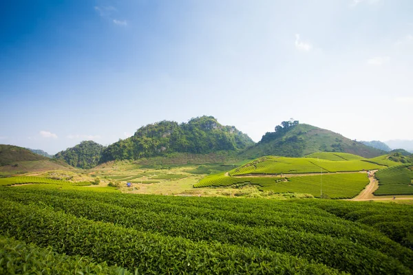 Mocchau dağları, Vietnam: Moc Chau çay tepesi, Moc Chau köyü. Çay Asya 'da geleneksel bir içecektir.