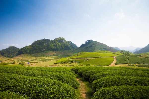 Mocchau dağları, Vietnam: Moc Chau çay tepesi, Moc Chau köyü. Çay Asya 'da geleneksel bir içecektir.