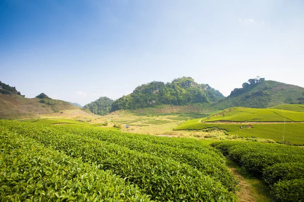 Mocchau dağları, Vietnam: Moc Chau çay tepesi, Moc Chau köyü. Çay Asya 'da geleneksel bir içecektir.