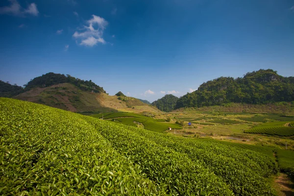 Mocchau dağları, Vietnam: Moc Chau çay tepesi, Moc Chau köyü. Çay Asya 'da geleneksel bir içecektir.