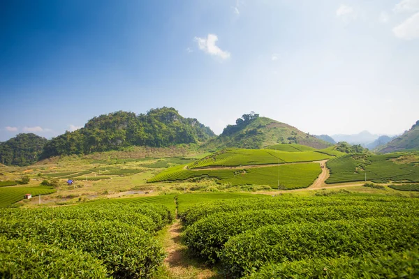 Mocchau Highland Vietnam Moc Chau Tea Hill Village Moc Chau — Photo