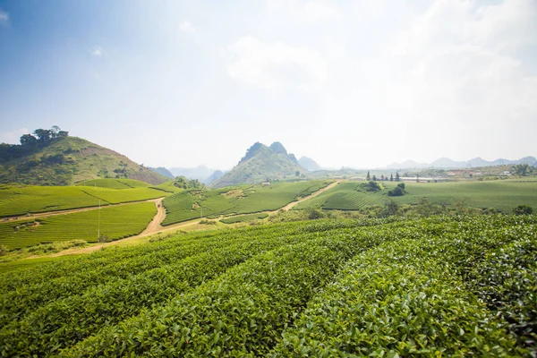 Mocchau dağları, Vietnam: Moc Chau çay tepesi, Moc Chau köyü. Çay Asya 'da geleneksel bir içecektir.
