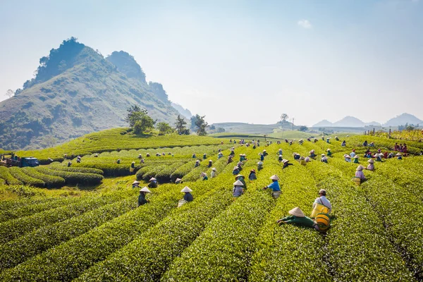 Mocchau dağları, Vietnam: Moc Chau çay tepesi, Moc Chau köyü. Çay Asya 'da geleneksel bir içecektir.