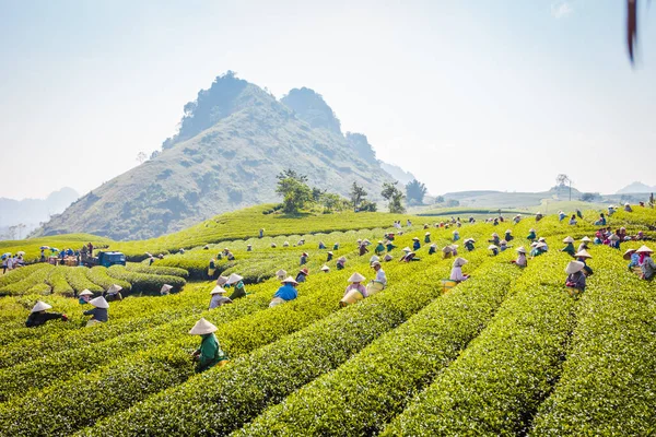Mocchau dağları, Vietnam: Moc Chau çay tepesi, Moc Chau köyü. Çay Asya 'da geleneksel bir içecektir.